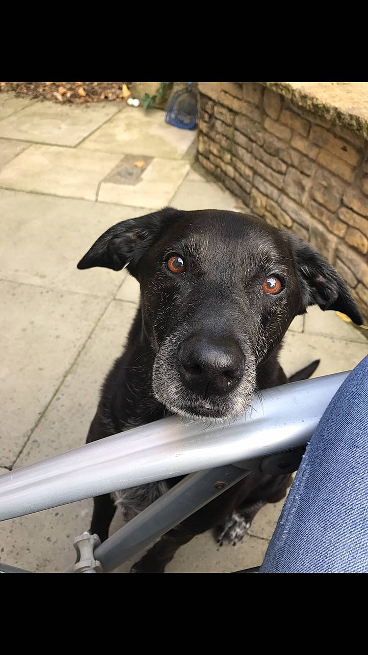 Jenna is registered to the contest to win money with this photo: canidae, carnivore, dog, dog_breed, labrador_retriever, nose, patterdale_terrier, rare_breed_dog, retriever, snout, sporting_group, whiskers