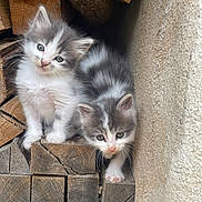 Fripouille participe au concours pour gagner de l'argent avec cette photo : kitten, cat, animal, feline, pet, cute, fluffy, gray, white, wood, firewood, stacked_wood, outdoor, curious, exploring, small, young, fur, nature, cozy