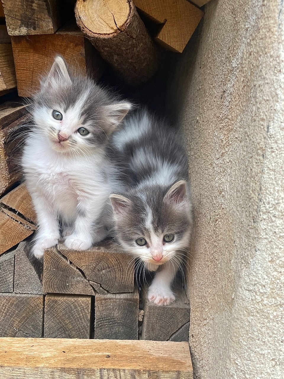 Fripouille participe au concours pour gagner de l'argent avec cette photo : kitten, cat, animal, feline, pet, cute, fluffy, gray, white, wood, firewood, stacked_wood, outdoor, curious, exploring, small, young, fur, nature, cozy