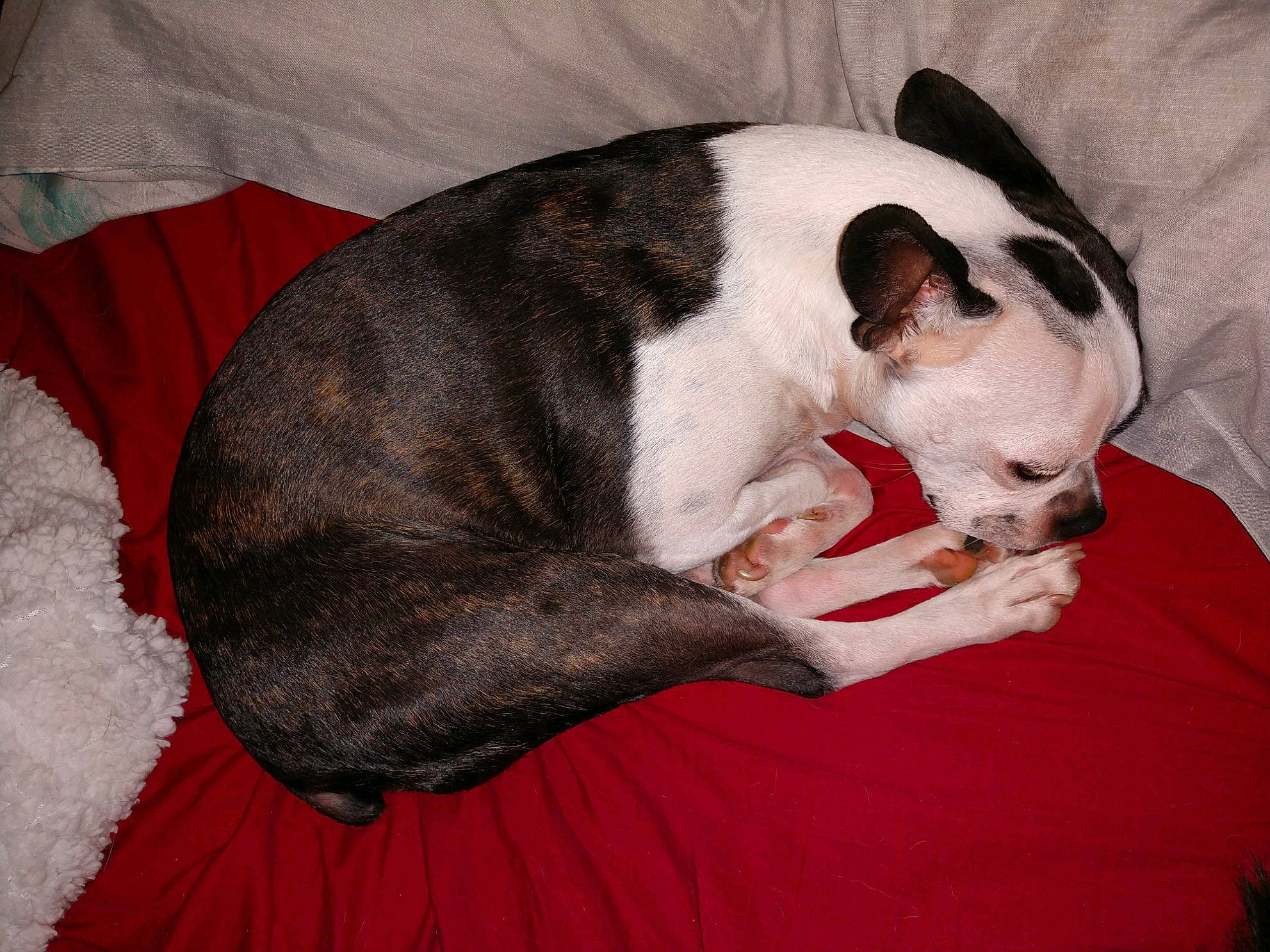 Rocky joined the competition — help win amazing prizes! canidae, carnivore, comfort, companion_dog, dog, dog_breed, fawn, fur, linens, liver, mammal, non_sporting_group, red, snout, tail, terrestrial_animal, terrier, vertebrate, working_animal, working_dog