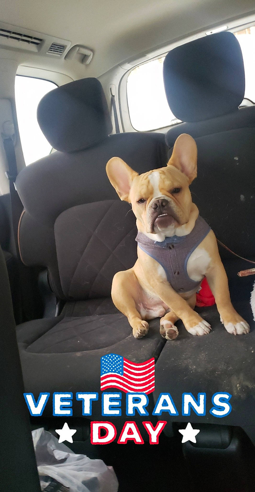 Rascal joined the competition — help win amazing prizes! canidae, car_seat, car_seat_cover, carnivore, collar, companion_dog, dog, dog_breed, dog_supply, fawn, head_restraint, non_sporting_group, pet_supply, seat_belt, snout, terrier, toy_dog, vehicle_door, vertebrate, working_animal