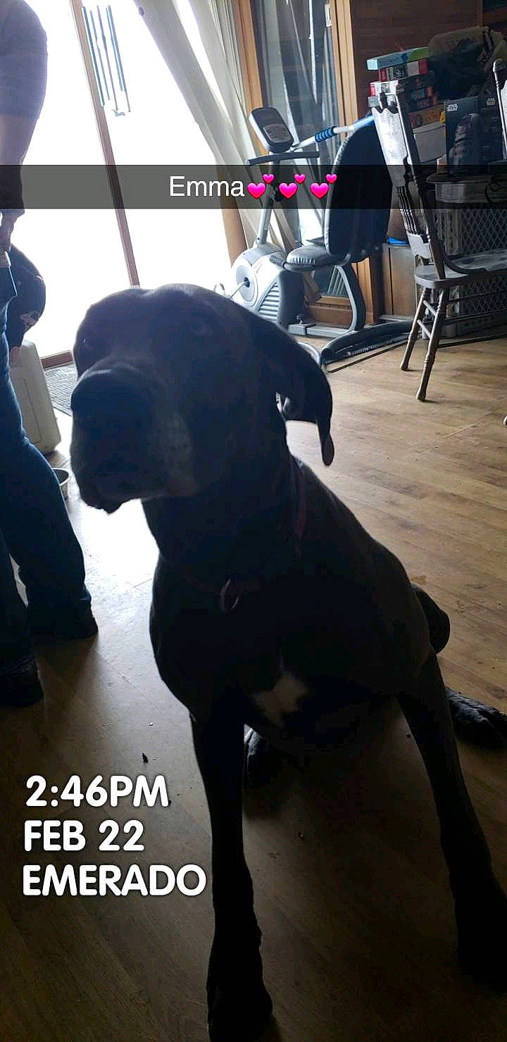 Emma is registered to the contest to win money with this photo: animal_training, black, borador, canidae, carnivore, collar, companion_dog, dog, dog_breed, floor, gun_dog, interaction, labrador_retriever, pet_supply, photo_caption, retriever, snapshot, snout, sporting_group, working_animal