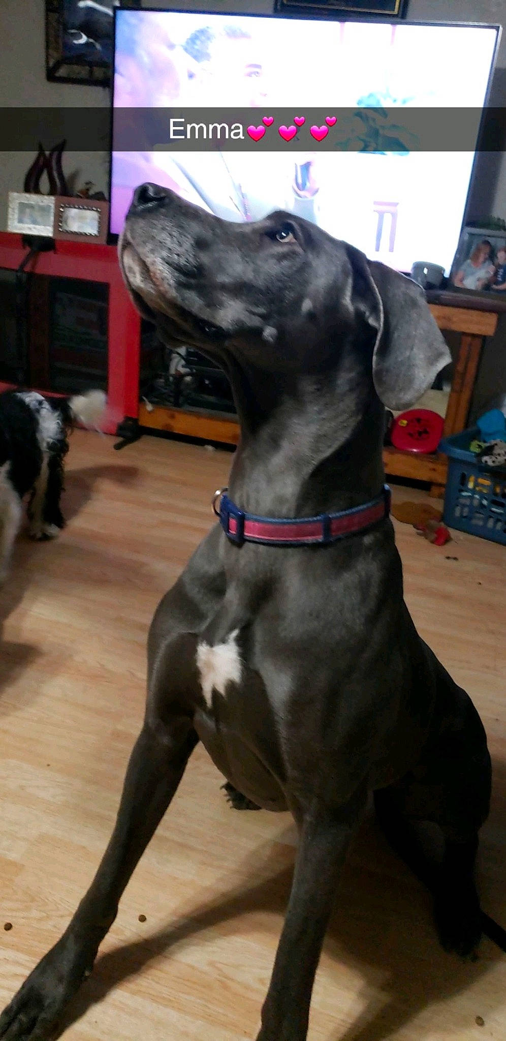 Emma joined the competition — help win amazing prizes! carnivore, collar, companion_dog, display_device, dog, dog_breed, dog_collar, floor, flooring, fur, hardwood, laminate_flooring, liver, pet_supply, shelf, snout, sporting_group, television, television_set, working_animal