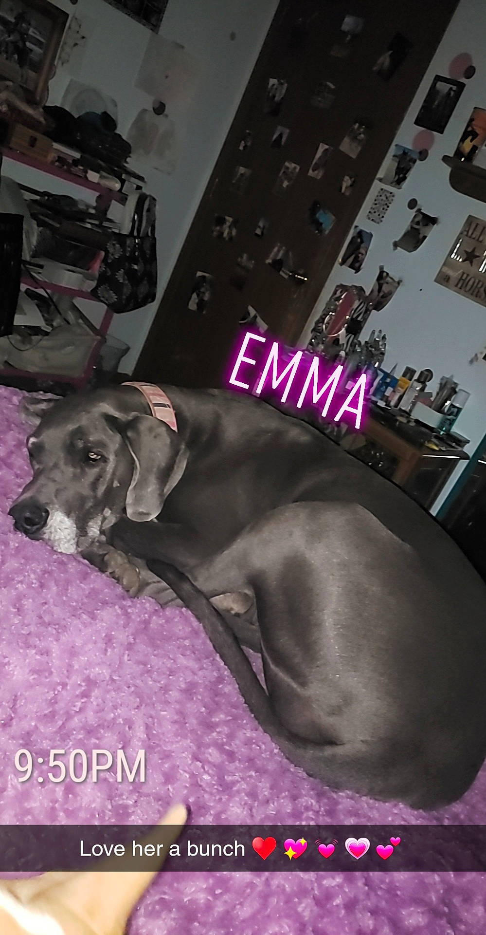 Emma joined the competition — help win amazing prizes! blue_lacy, canidae, carnivore, collar, companion_dog, dog, dog_breed, dog_collar, dog_supply, pet_supply, snout, sporting_group, terrestrial_animal, weimaraner, working_animal, working_dog