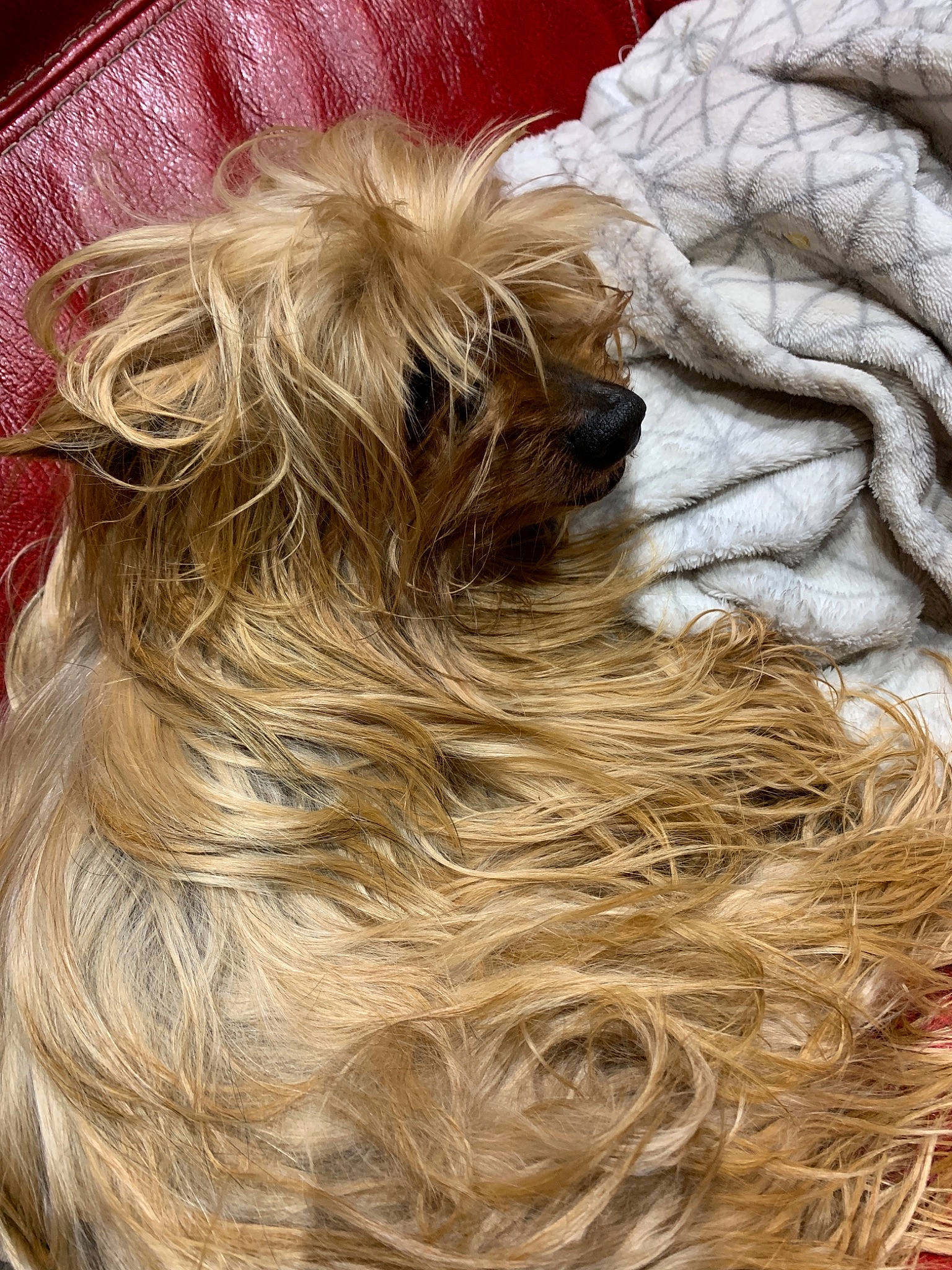 Eddy a rejoint le concours — aidez-le/la à gagner de superbes lots ! australian_silky_terrier, blond, bolonka, brown_hair, canidae, carnivore, companion_dog, dog, dog_breed, fawn, fur, hair, long_hair, non_sporting_group, puppy, shih_tzu, terrier, tibetan_terrier, toy_dog, yorkshire_terrier