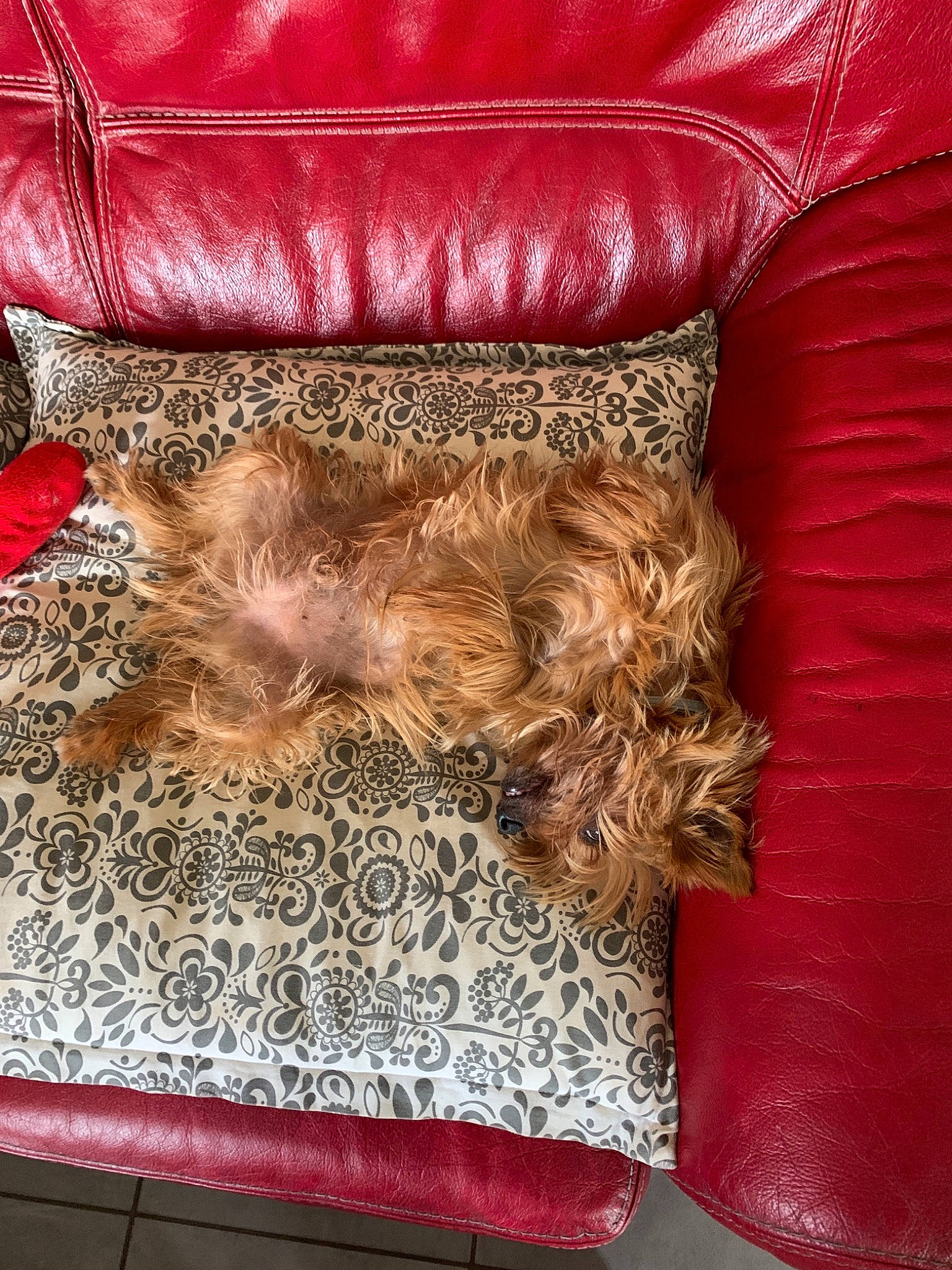 Eddy participe au concours pour gagner de l'argent avec cette photo : canidae, carnivore, companion_dog, couch, dog, dog_breed, fawn, fur, furniture, liver, sporting_group