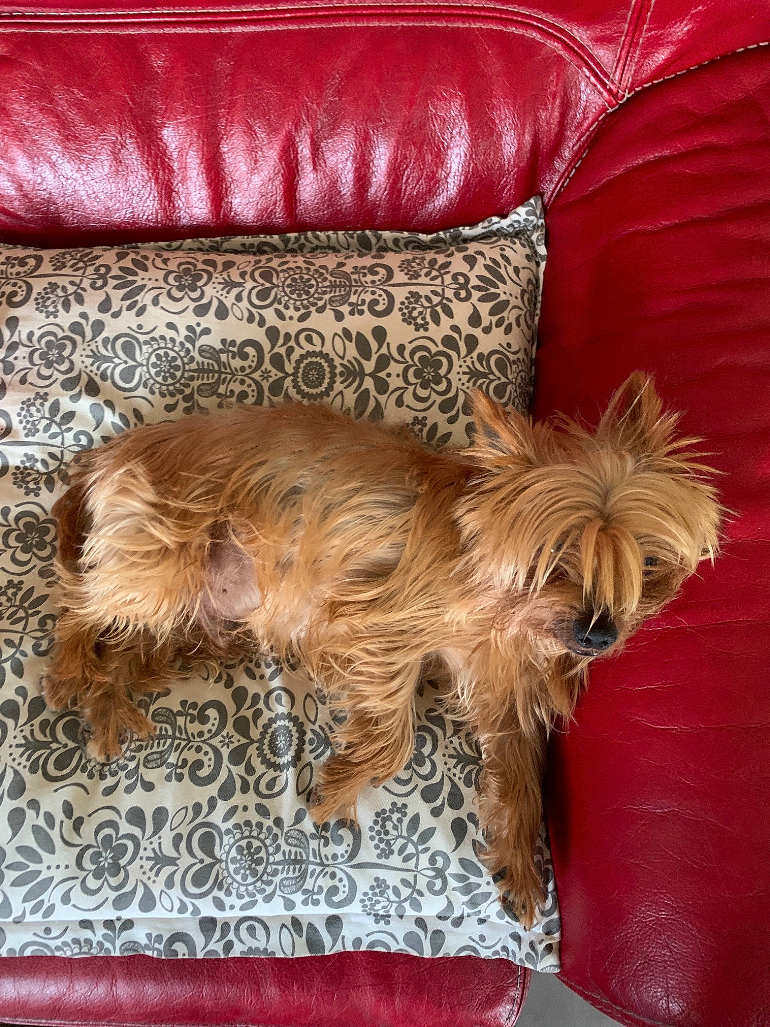 Eddy a rejoint le concours — aidez-le/la à gagner de superbes lots ! australian_silky_terrier, australian_terrier, cairn_terrier, canidae, caramel_color, carnivore, companion_dog, dog, dog_breed, fawn, furniture, liver, mammal, norwich_terrier, rare_breed_dog, small_terrier, sporting_group, terrier, vertebrate, yorkshire_terrier