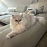 cat, persian_cat, fluffy, white_cat, sofa, living_room, furniture, couch, pet, animal, indoor, relaxed, resting, cozy, home, tile_floor, radiator, pillow, modern, calm