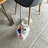 Tiago a rejoint le concours — aidez-le/la à gagner de superbes lots ! cat, white_cat, fluffy, toy, feather_toy, carpet, chair, table_leg, indoor, pet, animal, playful, furniture, floor, curious, domestic, cute, small, whiskers, paws