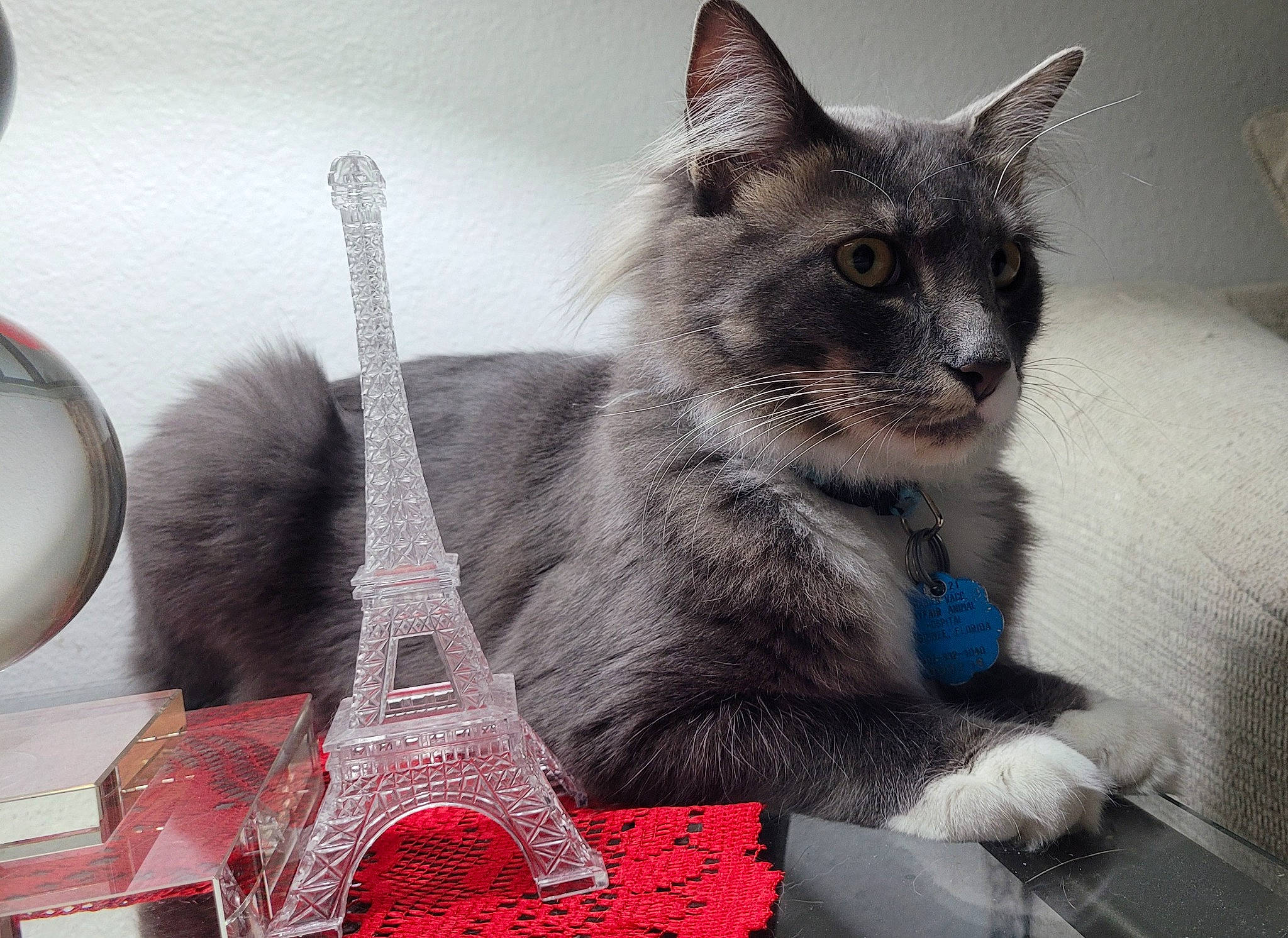 Zebby is registered to the contest to win money with this photo: box, carmine, carnivore, cat, cat_furniture, cat_supply, comfort, domestic_short_haired_cat, event, felidae, fur, grey, pattern, paw, sitting, small_to_medium_sized_cats, snout, tableware, tail, whiskers