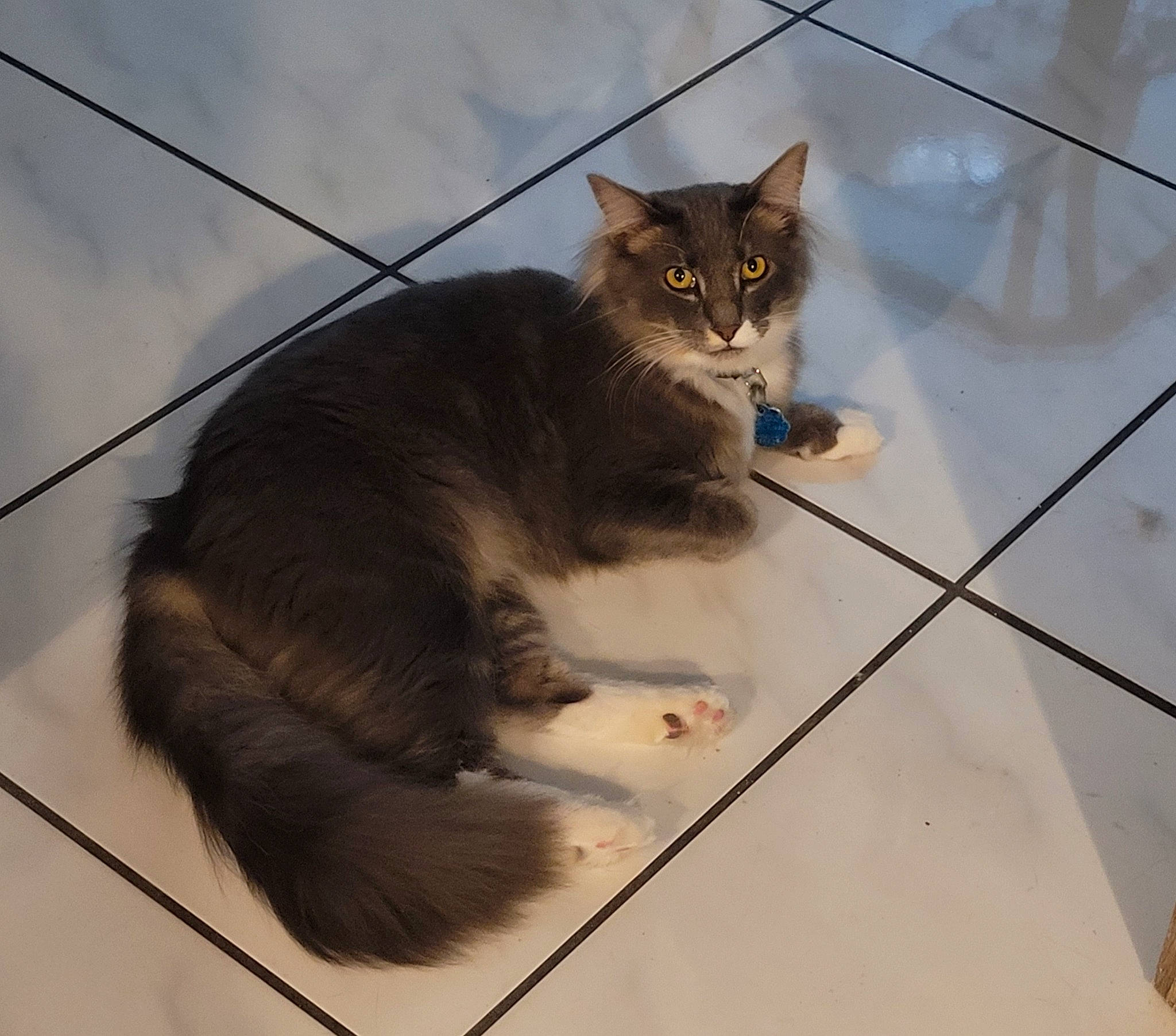 Zebby is registered to the contest to win money with this photo: carnivore, cat, claw, cloud, domestic_short_haired_cat, fawn, felidae, flooring, fur, grey, paw, pet_supply, small_to_medium_sized_cats, snout, tail, terrestrial_animal, tile, tile_flooring, whiskers, wood