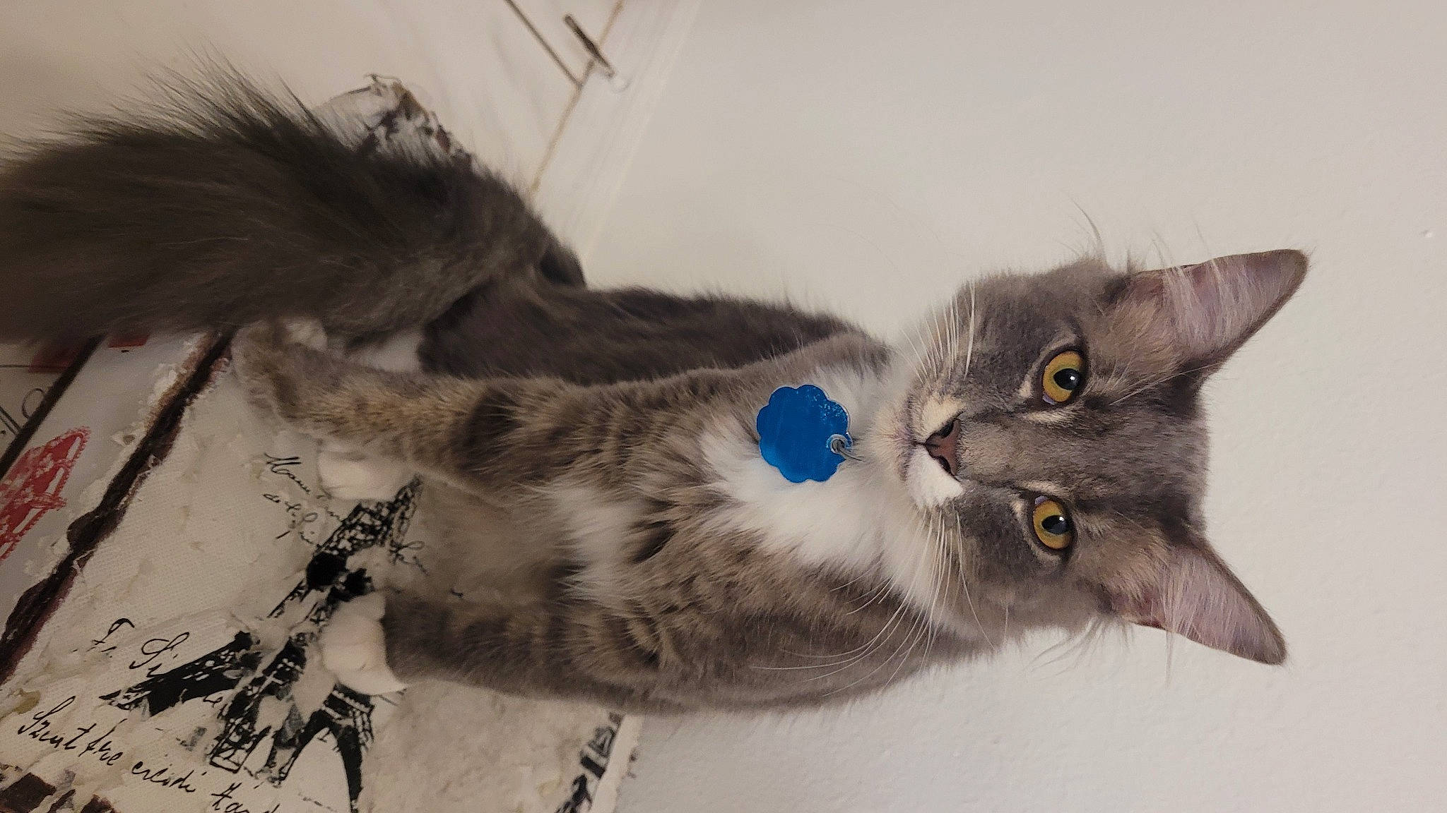 Zebby joined the competition — help win amazing prizes! carnivore, cat, claw, domestic_short_haired_cat, fawn, felidae, fur, grey, paw, russian_blue, small_to_medium_sized_cats, snout, tail, terrestrial_animal, whiskers