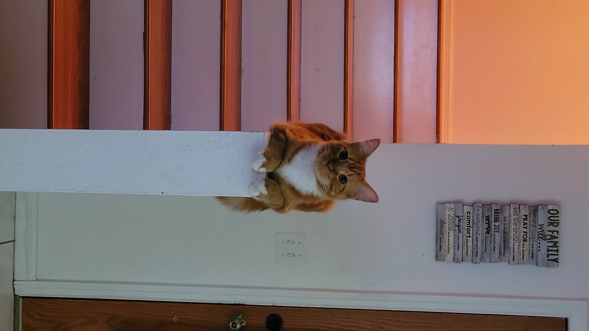 Toulouse joined the competition — help win amazing prizes! carnivore, cat, domestic_short_haired_cat, fawn, felidae, flooring, fur, hardwood, molding, plaster, plywood, rectangle, room, small_to_medium_sized_cats, tail, whiskers, window, window_covering, wood