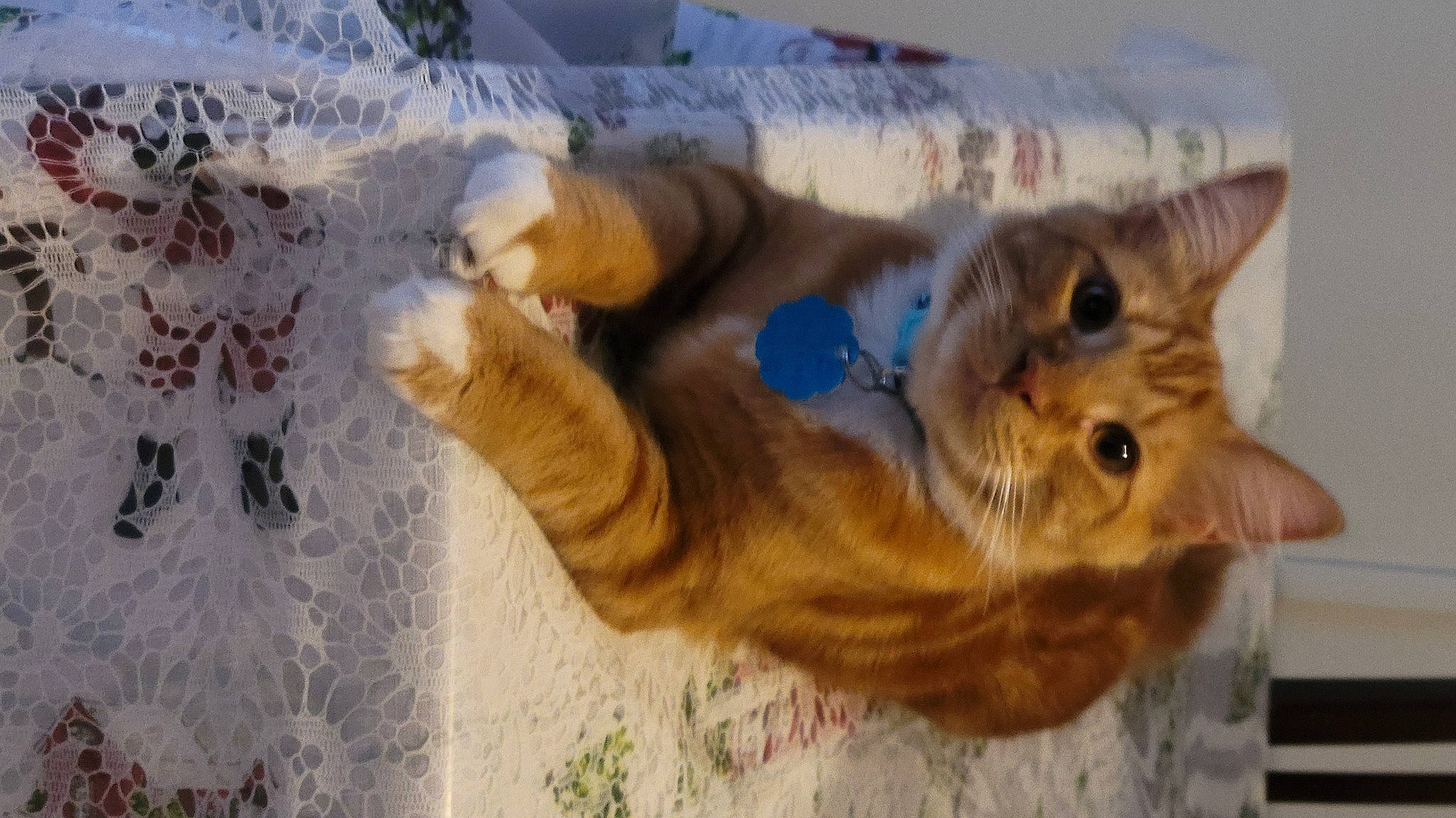 Toulouse is registered to the contest to win money with this photo: art, canidae, carnivore, cat, claw, domestic_short_haired_cat, fawn, felidae, fur, paw, small_to_medium_sized_cats, snout, tail, whiskers, wildlife, winter, wood