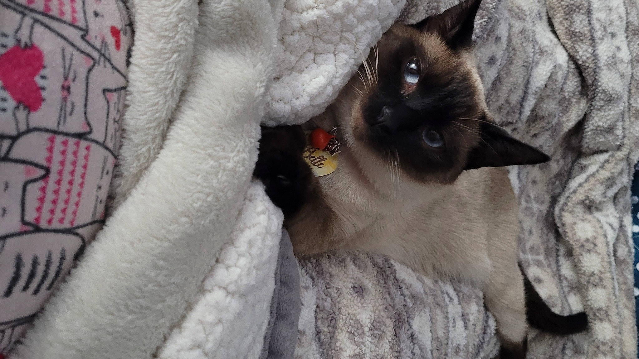 Belle joined the competition — help win amazing prizes! balinese, carnivore, cat, claw, comfort, domestic_short_haired_cat, fawn, felidae, fur, grey, paw, siamese, small_to_medium_sized_cats, snout, tail, thai, whiskers