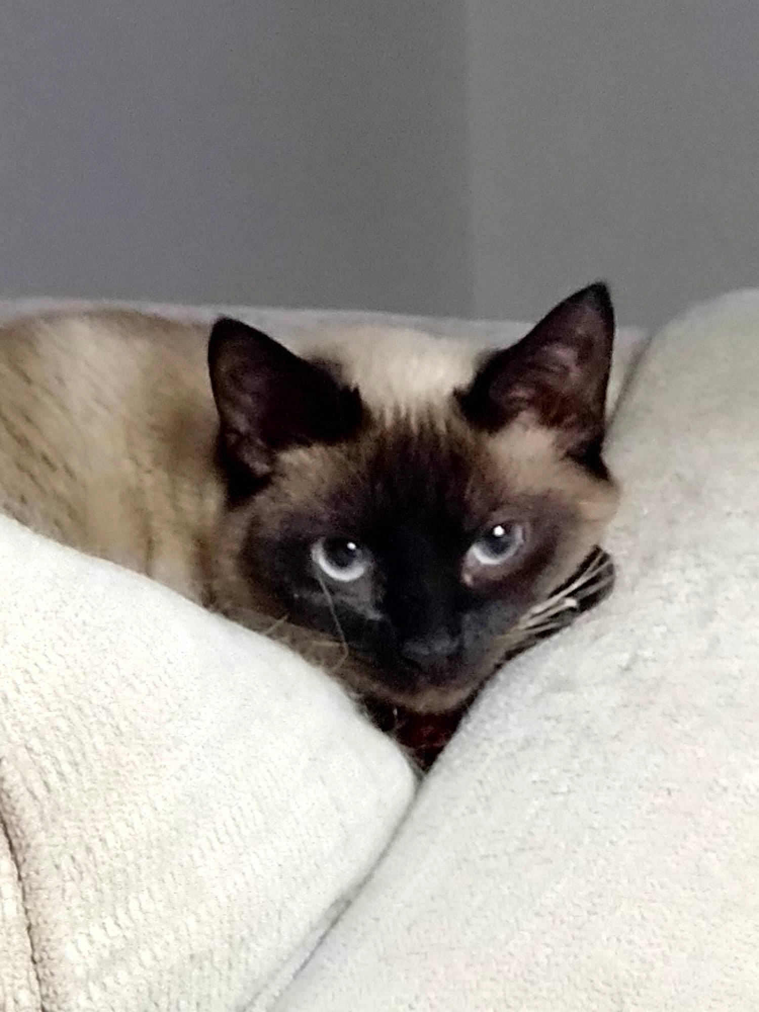 Belle is registered to the contest to win money with this photo: balinese, birman, carnivore, cat, claw, comfort, domestic_short_haired_cat, fawn, felidae, fur, head, human_body, iris, siamese, small_to_medium_sized_cats, snout, terrestrial_animal, thai, whiskers