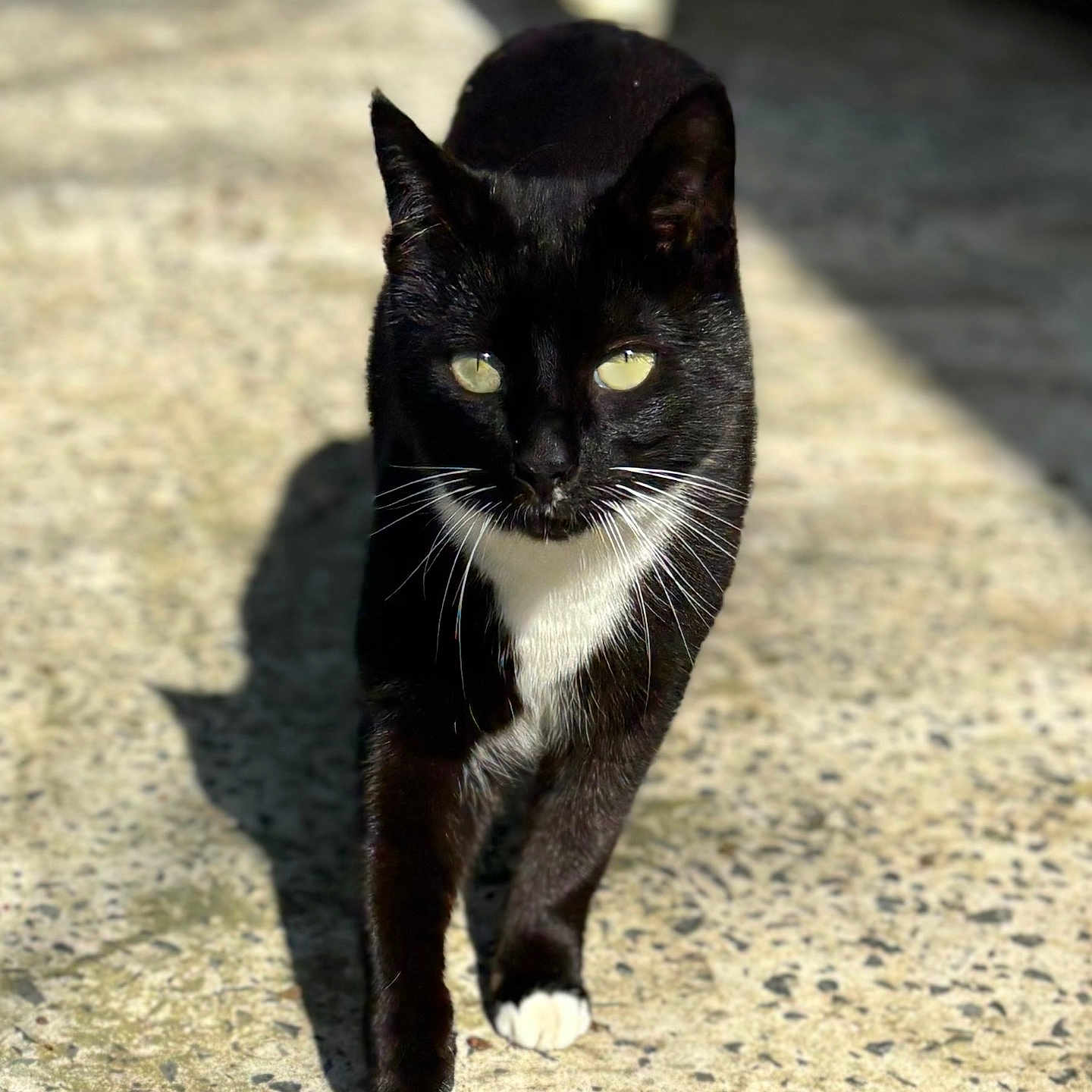 Minouchka