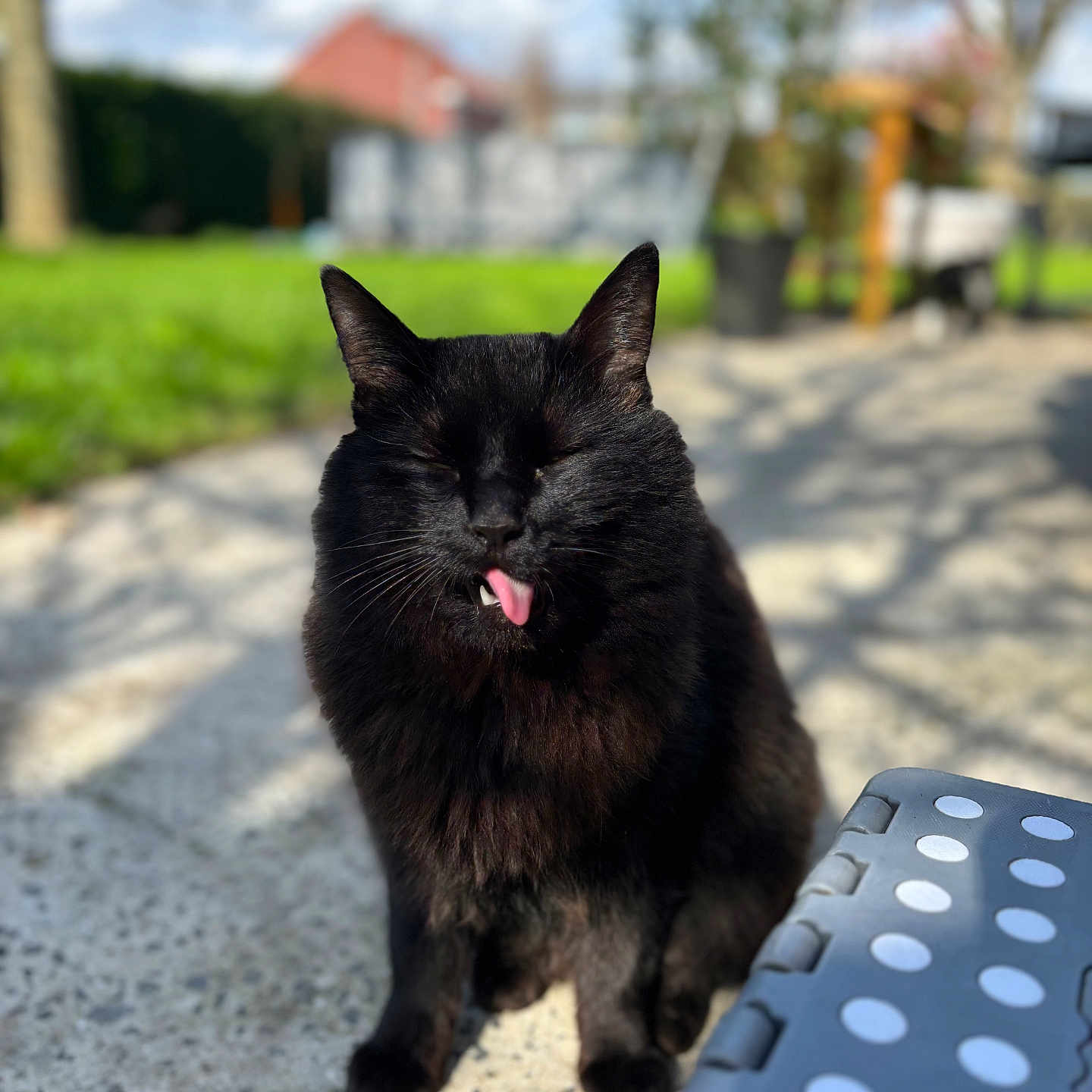 Tchoupi participe au concours pour gagner de l'argent avec cette photo : accessories, animal, blackcat, bodypart, cat, grass, kitten, lawn, manx, mouth, path, person, pet, plant, road, slate, strap, tongue, walkway