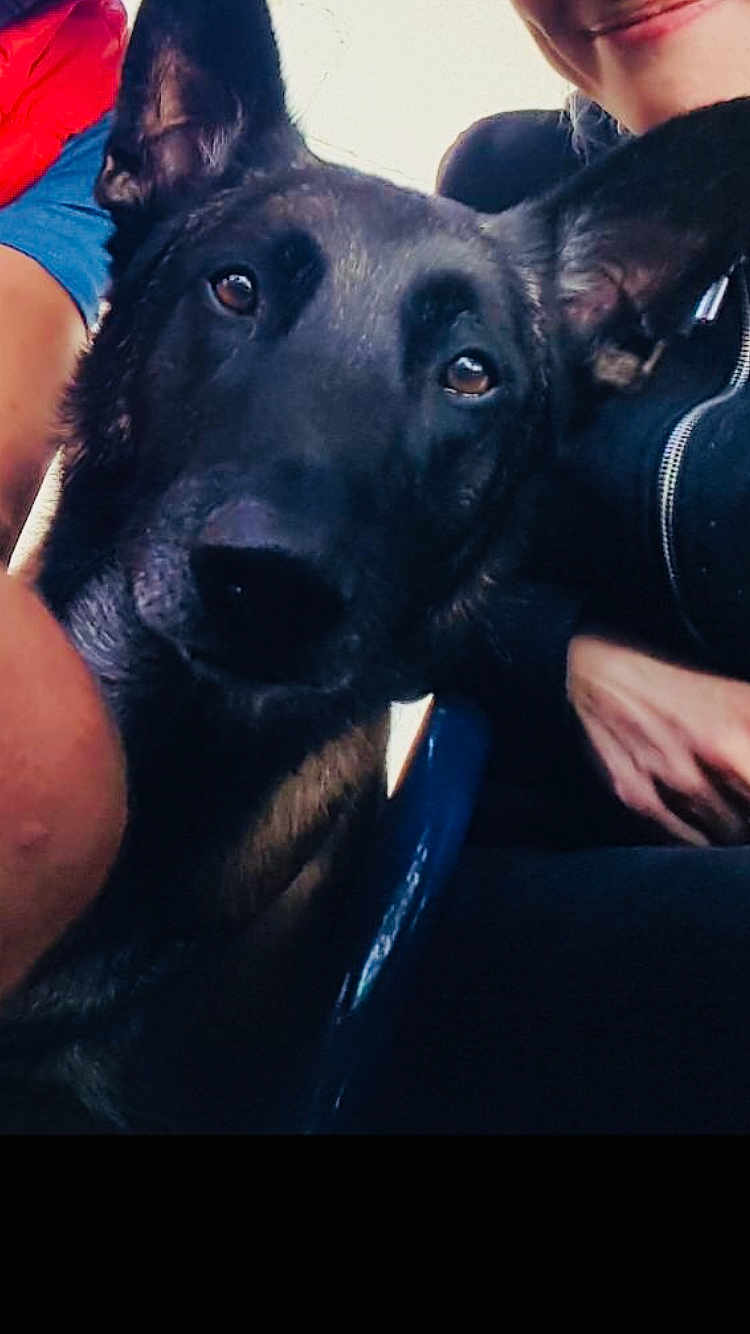 Pacha a rejoint le concours — aidez-le/la à gagner de superbes lots ! dog, german_shepherd, close_up, animal, pet, ears, face, person, smile, jacket, black_clothing, arm, hand, outdoor, leash, brown_eyes, fur, companion, friendship, portrait