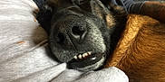 Pacha participe au concours pour gagner de l'argent avec cette photo : dog, close_up, nose, teeth, sleeping, snuggling, fur, brown_fur, black_fur, person, shirt, white_shirt, cozy, resting, pet, domestic_animal, companion, animal, cute, relaxed