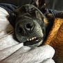 dog, close_up, nose, teeth, sleeping, snuggling, fur, brown_fur, black_fur, person, shirt, white_shirt, cozy, resting, pet, domestic_animal, companion, animal, cute, relaxed