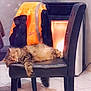 Gribouille participe au concours pour gagner de l'argent avec cette photo : chair, furniture, mammal, sitting