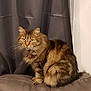 Gribouille a rejoint le concours — aidez-le/la à gagner de superbes lots ! british_semi_longhair, carnivoran, cat, cat_like_mammal, domestic_long_haired_cat, domestic_short_haired_cat, dragon_li, fauna, fur, kitten, kurilian_bobtail, maine_coon, mammal, norwegian_forest_cat, siberian, small_to_medium_sized_cats, snout, tabby_cat, whiskers, wild_cat