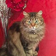 Gribouille a rejoint le concours — aidez-le/la à gagner de superbes lots ! aegean_cat, american_curl, asian, asian_semi_longhair, carnivoran, cat, cat_like_mammal, domestic_long_haired_cat, domestic_short_haired_cat, dragon_li, european_shorthair, fauna, kurilian_bobtail, mammal, norwegian_forest_cat, siberian, small_to_medium_sized_cats, snout, tabby_cat, whiskers