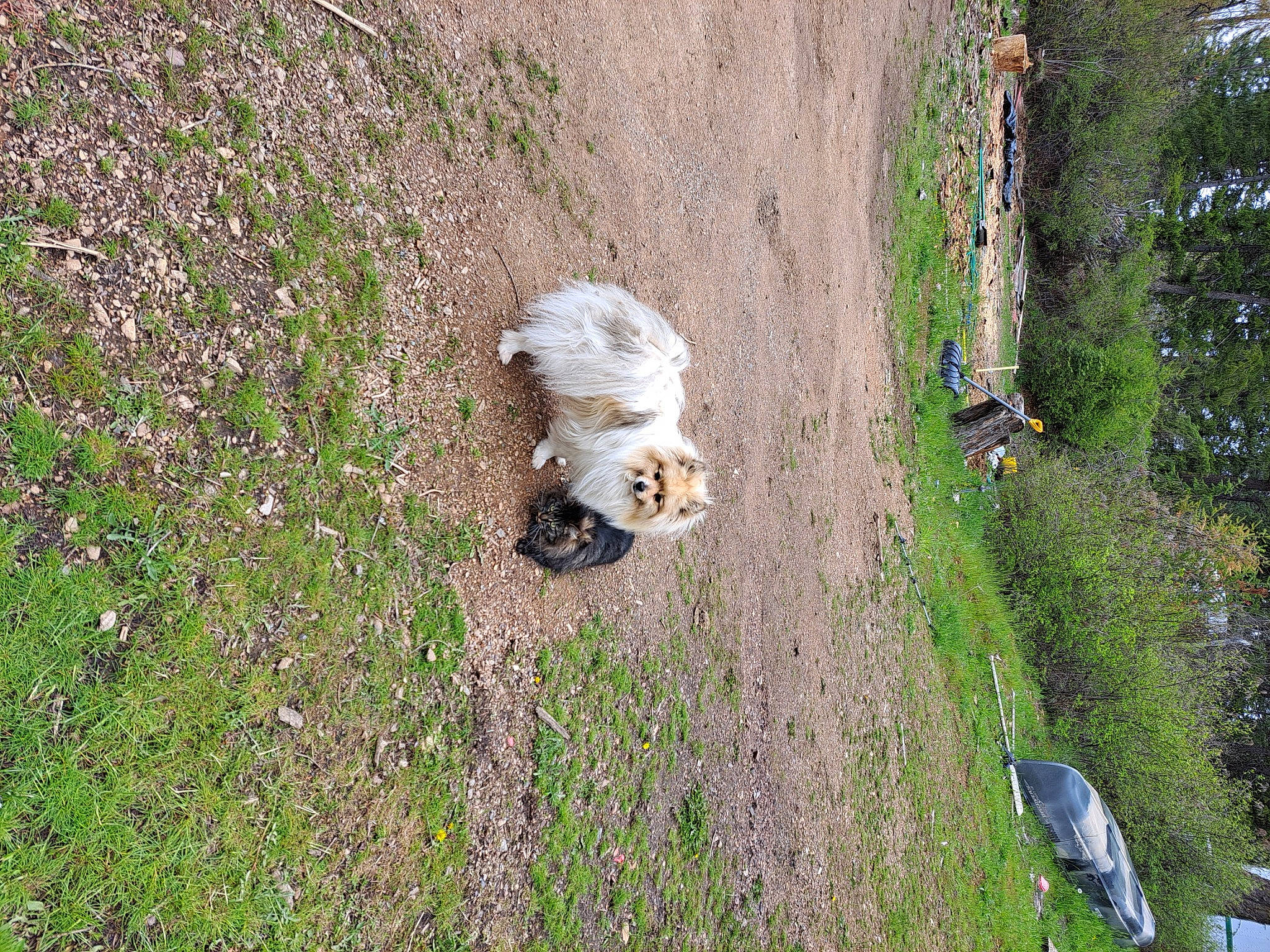 Ollie is registered to the contest to win money with this photo: asphalt, canidae, carnivore, companion_dog, dog, dog_breed, fawn, felidae, fur, grass, grass_family, groundcover, plant, sidewalk, soil, spitz, sporting_group, tail, tree, walking