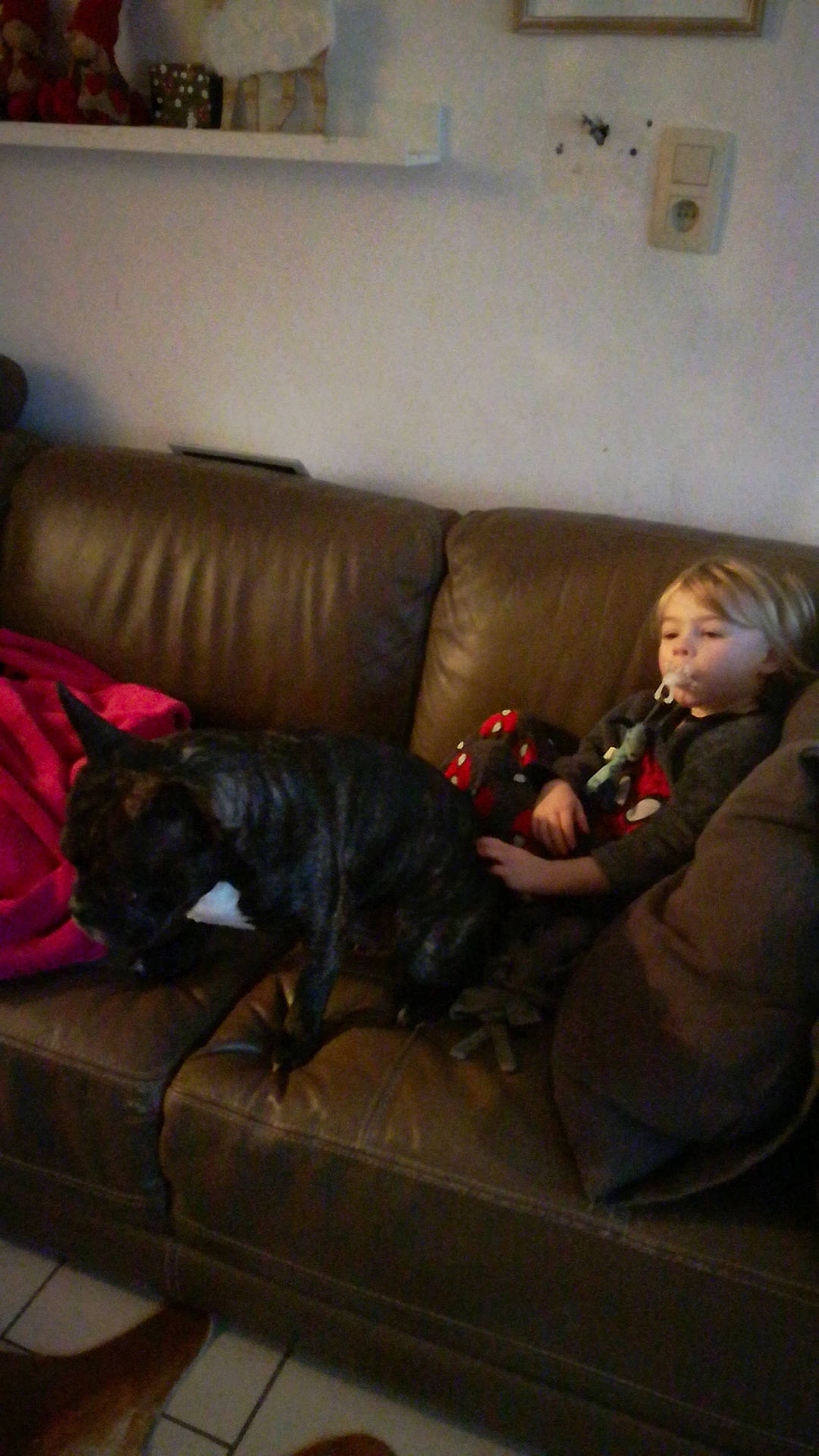 Huguette a rejoint le concours — aidez-le/la à gagner de superbes lots ! carnivoran, couch, dog, dog_breed, dog_like_mammal, furniture, mammal, nap, person, vertebrate