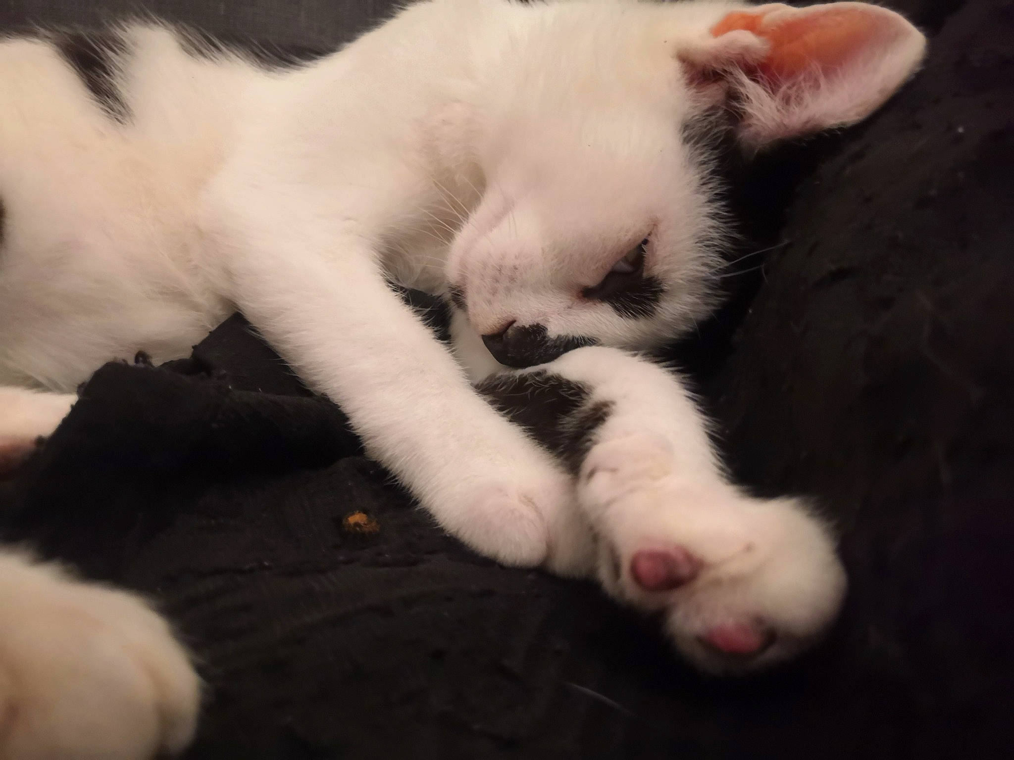 Serge a rejoint le concours — aidez-le/la à gagner de superbes lots ! bored, carnivore, cat, claw, comfort, domestic_short_haired_cat, felidae, foot, fur, nap, paw, sleep, small_to_medium_sized_cats, snout, tail, terrestrial_animal, whiskers