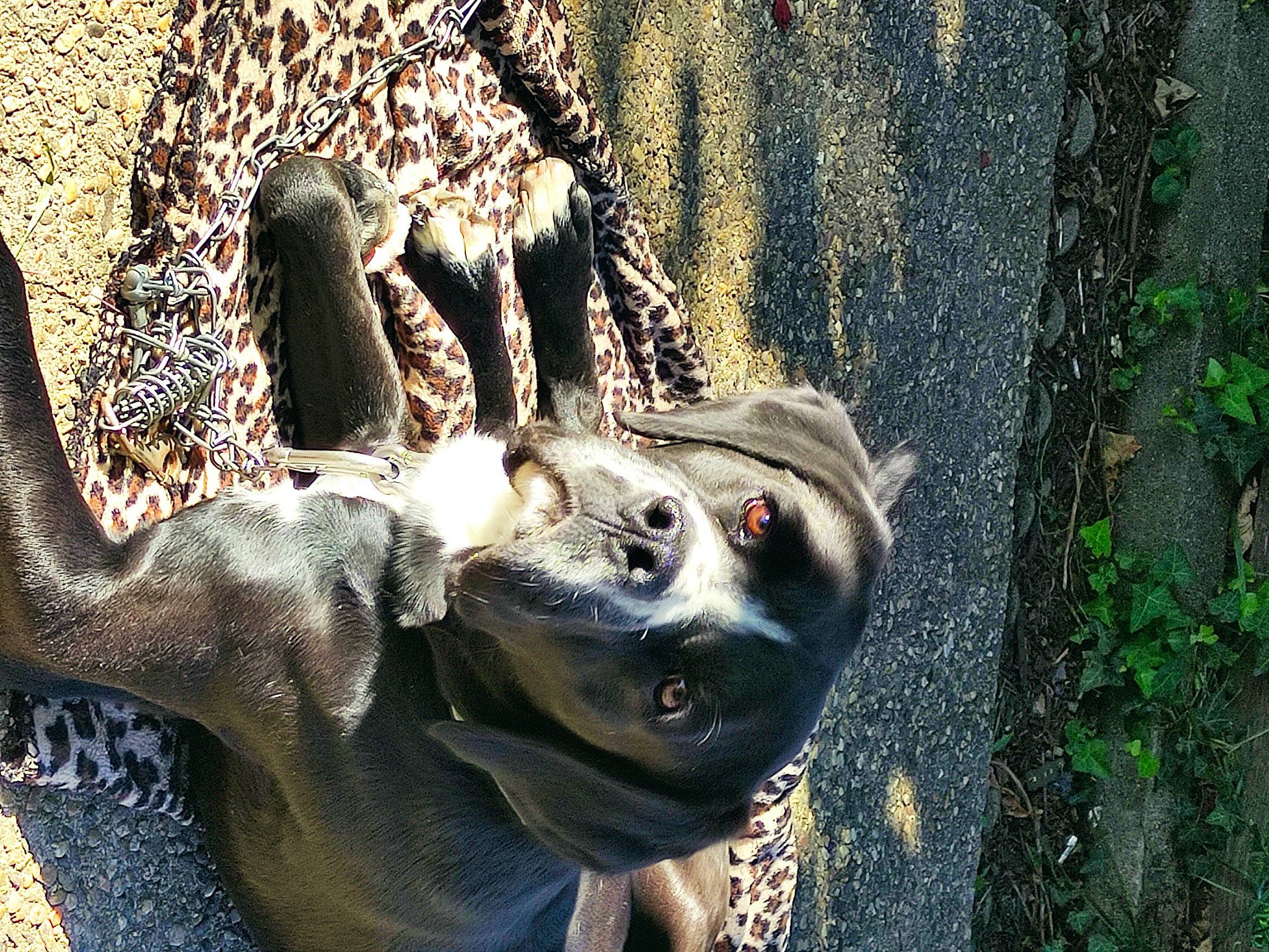 Omega a rejoint le concours — aidez-le/la à gagner de superbes lots ! art, carnivore, dog, fawn, grass, lawn_ornament, metal, plant, sculpture, snout, soil, sporting_group, statue, tail, terrestrial_animal, trunk, wildlife, wood, working_animal, wrinkle