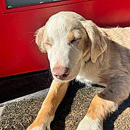 Goose is registered to the contest to win money with this photo: puppy, dog, sleeping, sunlight, red_door, mat, paw, close_up, pet, relaxed, outdoor, fur, canine, resting, animal, daylight, shadow, nose, cute, young_dog