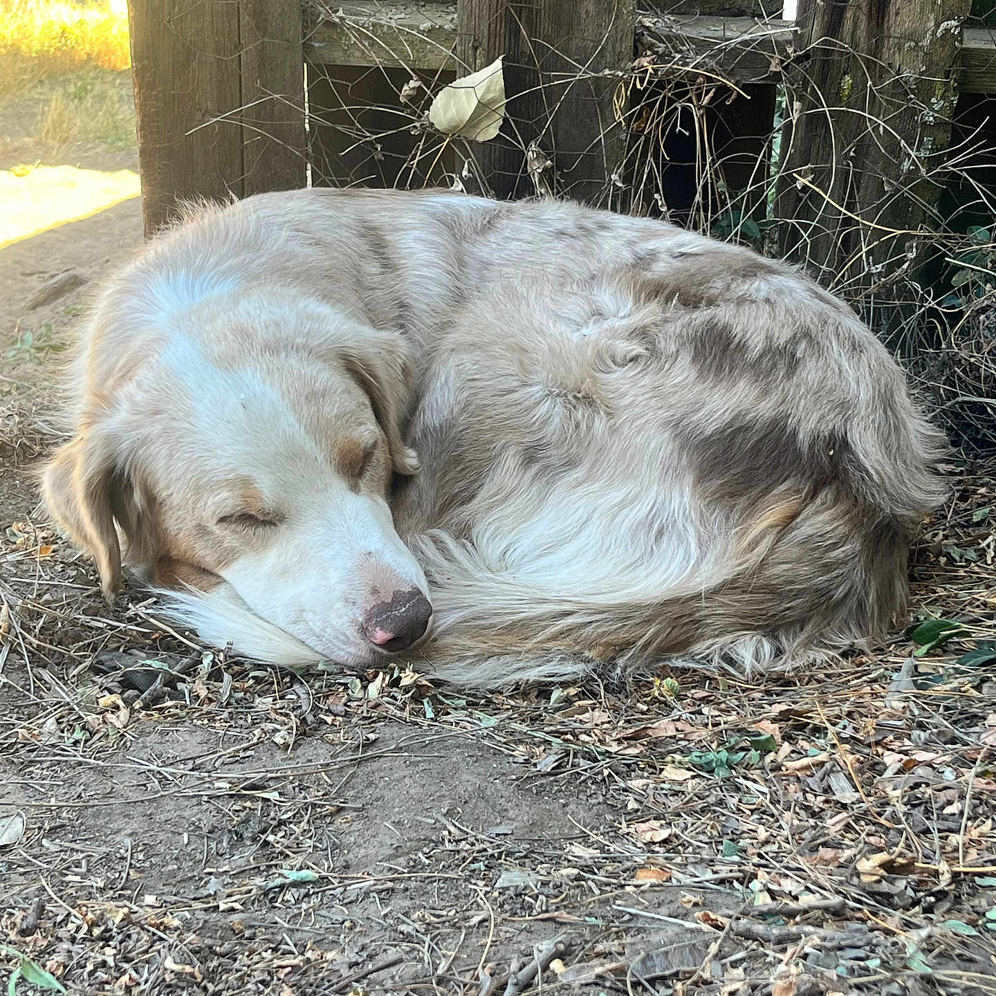 Goose is registered to the contest to win money with this photo: animal, brown, canine, closeup, curled_up, daylight, dog, dry_leaves, earth, fur, ground, nature, outdoor, peaceful, pet, quiet, resting, sleeping, tan, wooden_fence