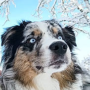 Aven a rejoint le concours — aidez-le/la à gagner de superbes lots ! dog, close_up, blue_eyes, snow, winter, outdoor, fur, animal, nature, sky, tree_branch, cold, pet, canine, portrait, frozen, fluffy, muzzle, whiskers, alert