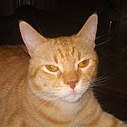 Miracle is registered to the contest to win money with this photo: cat, ginger_cat, tabby, pet, indoor, close_up, animal, feline, orange_fur, whiskers, ears, eyes, carpet, resting, domestic, cute, face, fur, mammal, relaxed