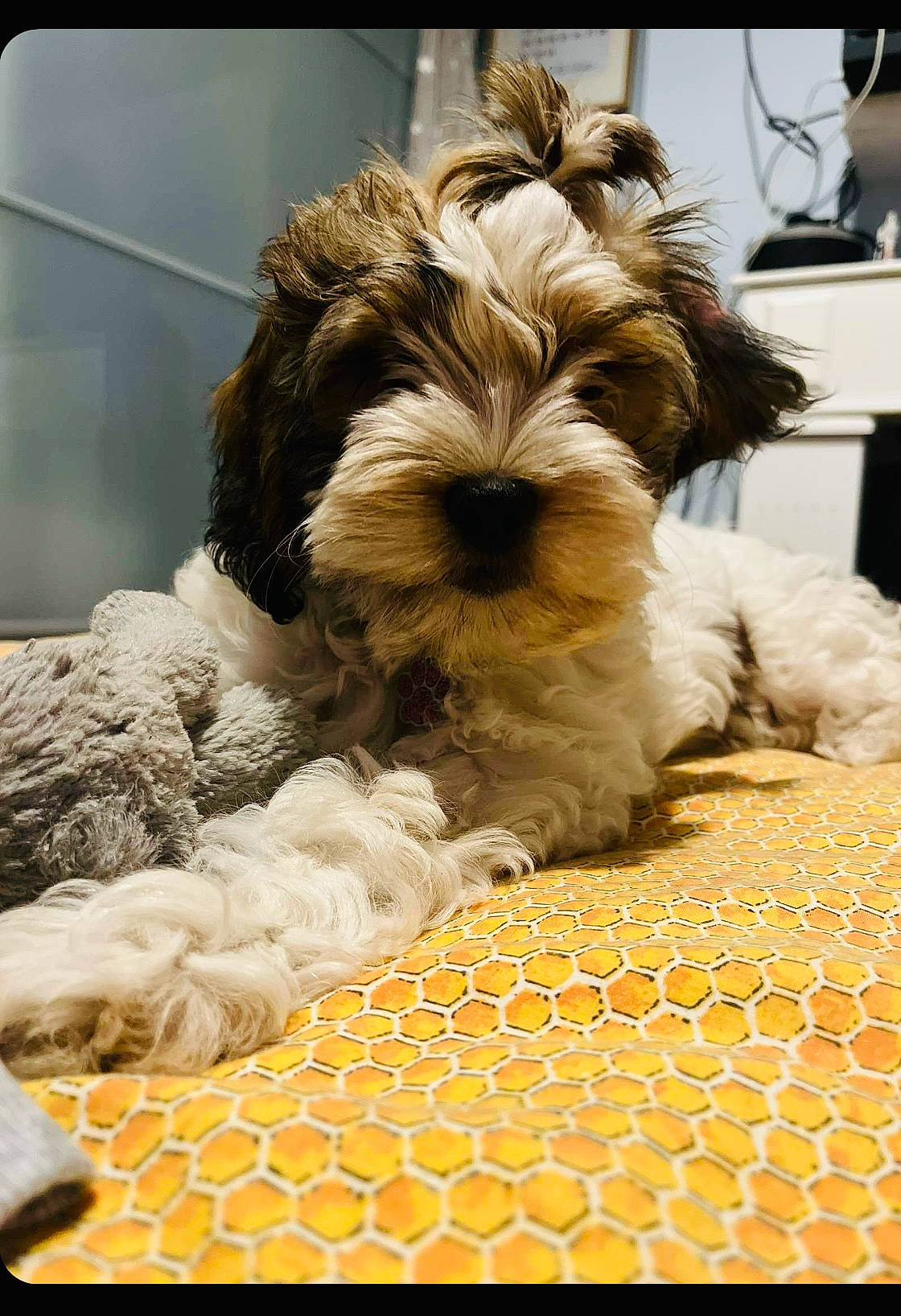 Blair is registered to the contest to win money with this photo: canidae, carnivore, comfort, companion_dog, dog, dog_breed, dog_supply, fawn, flooring, fur, linens, liver, pet_supply, small_terrier, snout, sporting_group, terrestrial_animal, terrier, toy_dog, working_animal