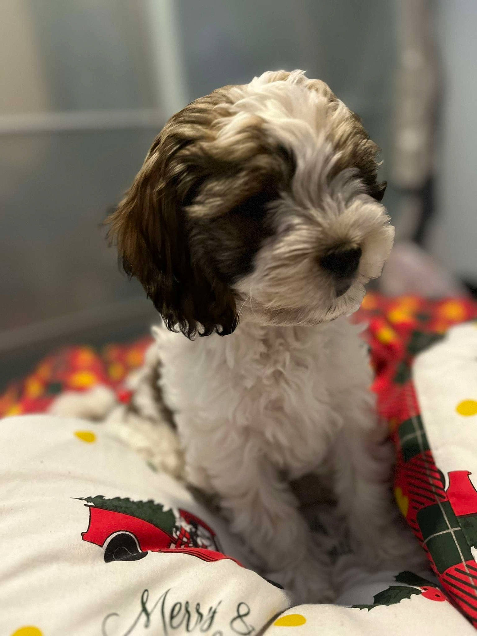 Blair is registered to the contest to win money with this photo: canidae, carnivore, companion_dog, dog, dog_breed, dog_supply, fur, liver, maltepoo, poodle_crossbreed, recipe, shih_poo, shih_tzu, small_terrier, snout, sporting_group, terrier, toy_dog, water_dog, working_animal