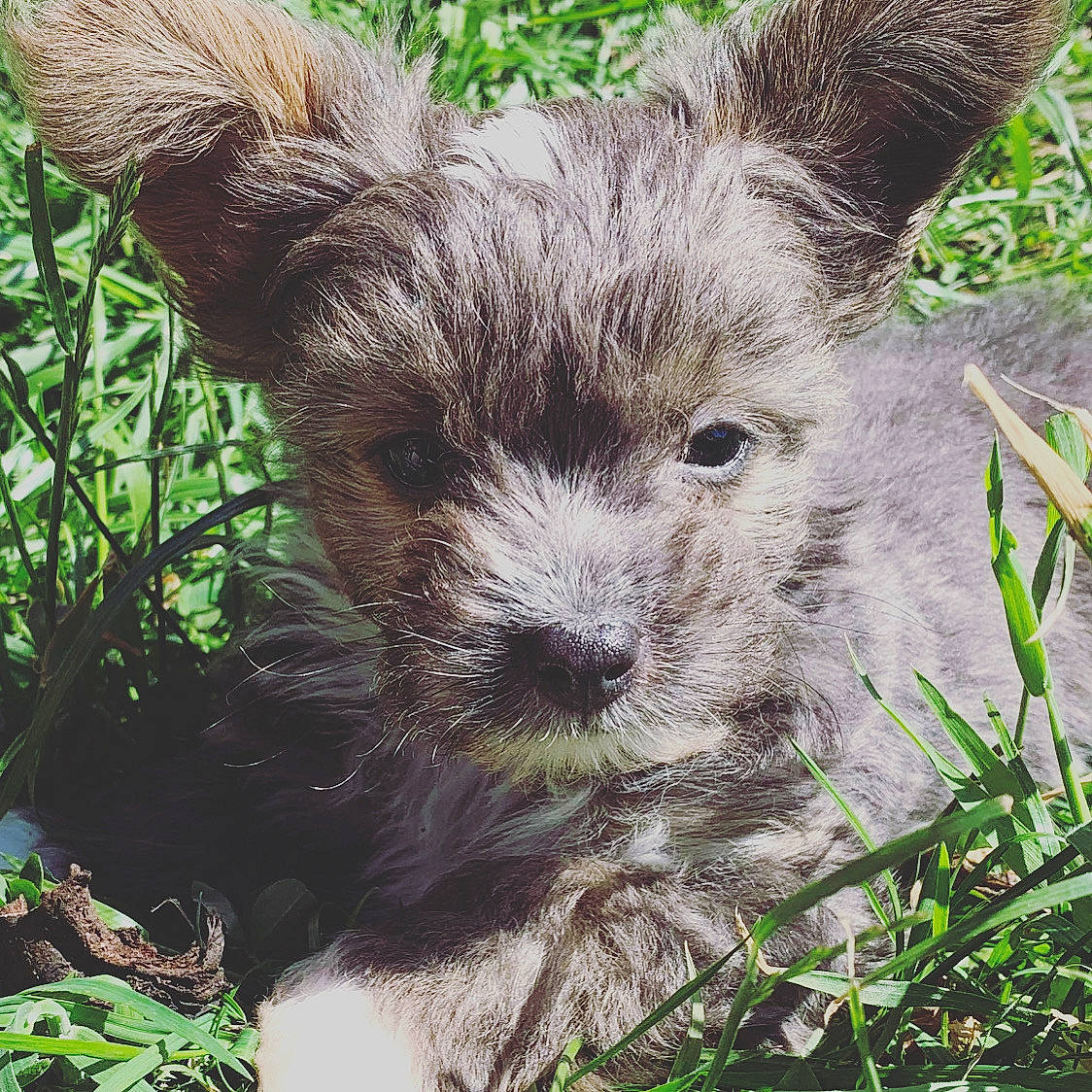 Reggie joined the competition — help win amazing prizes! cairn_terrier, canidae, carnivore, dog, dog_breed, ear, glen_of_imaal_terrier, grass, mammal, norwich_terrier, plant, puppy, schnoodle, terrier, whiskers, wildlife