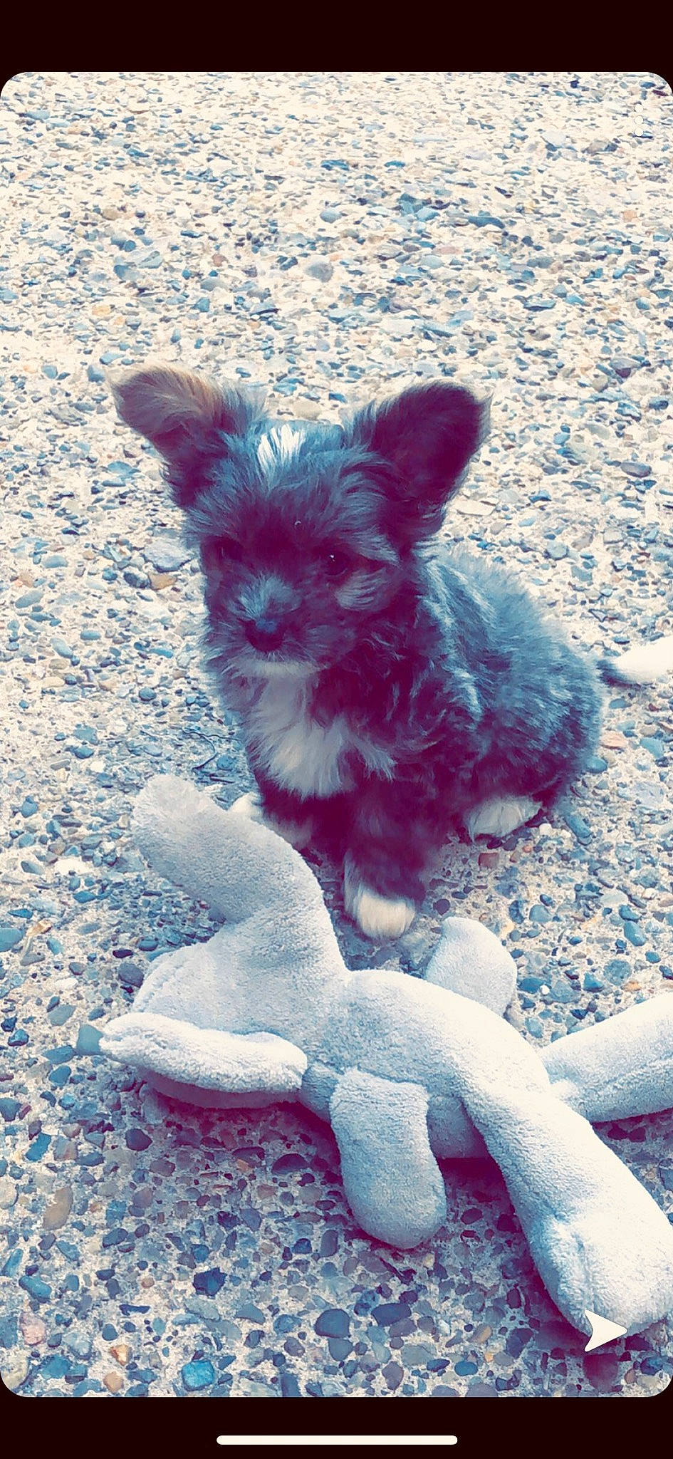 Reggie is registered to the contest to win money with this photo: canidae, carnivore, chihuahua, dog, dog_breed, ear, fawn, pink, puppy, toy_dog