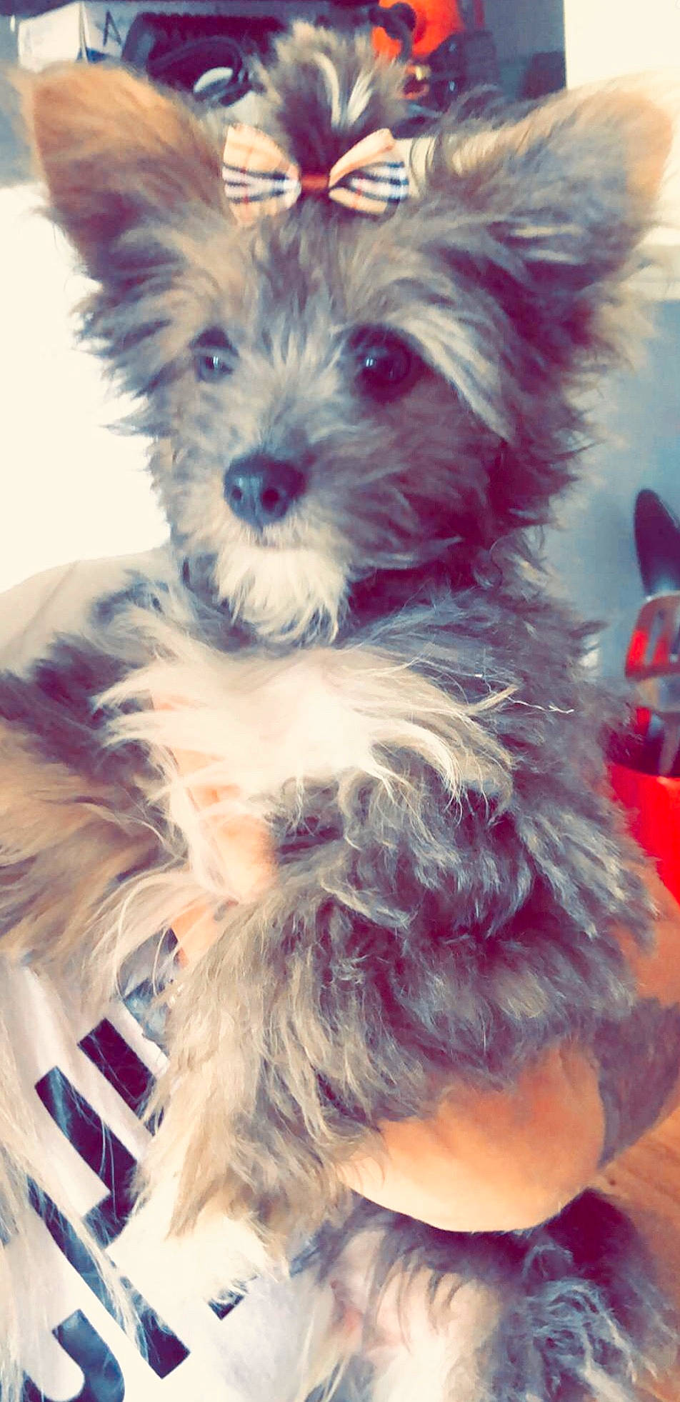 Reggie is registered to the contest to win money with this photo: biewer_terrier, cairn_terrier, canidae, carnivore, companion_dog, dog, dog_breed, ear, maltepoo, mammal, morkie, puppy, rare_breed_dog, schnoodle, small_terrier, terrier, toy_dog, yorkipoo, yorkshire_terrier