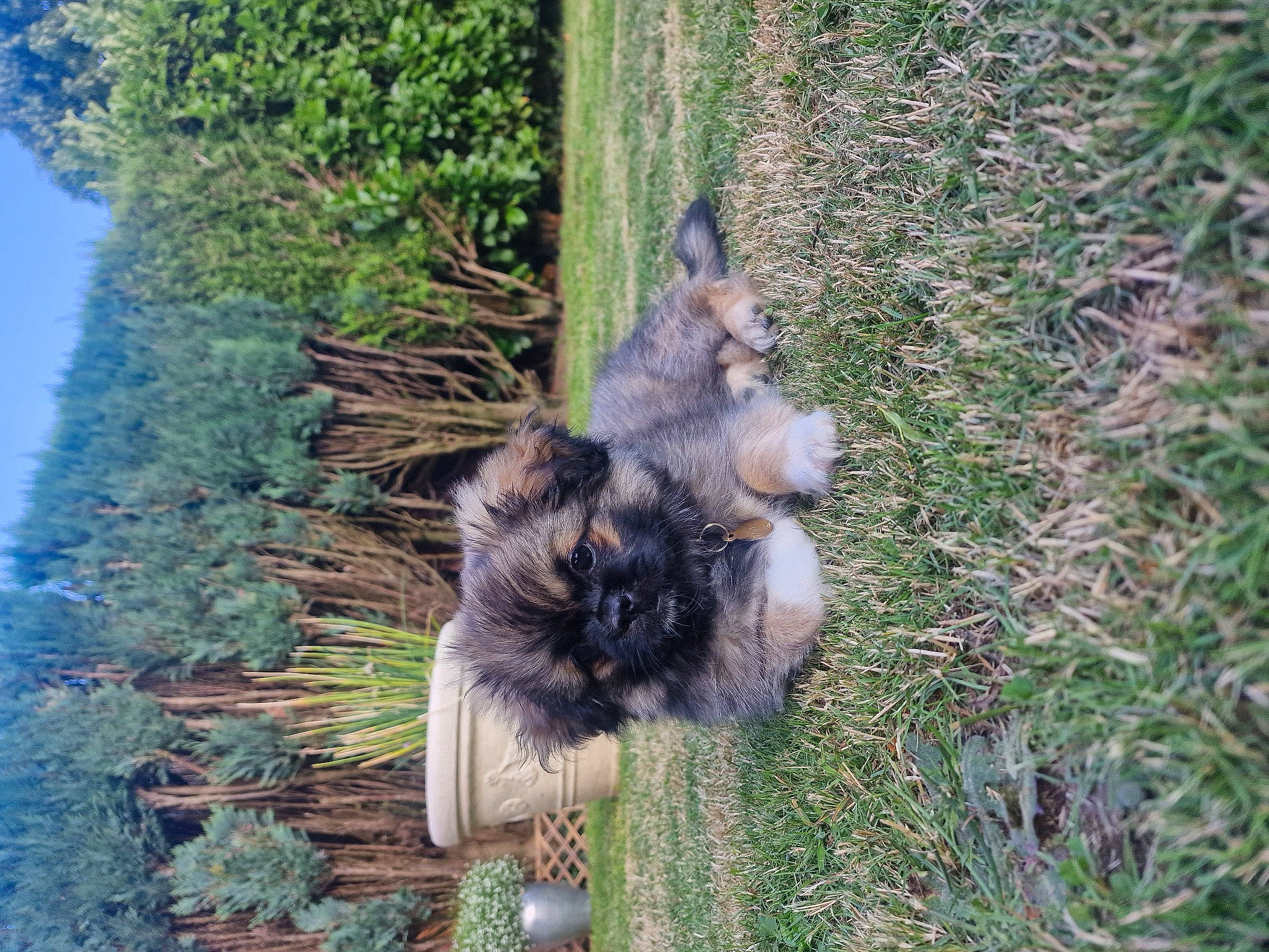 Tayko participe au concours pour gagner de l'argent avec cette photo : canidae, carnivore, companion_dog, conifer, dog, dog_breed, felidae, fur, grass, liver, plant, sky, small_terrier, sporting_group, tail, terrier, tree, trunk, water, wood