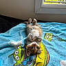 Bingo a rejoint le concours — aidez-le/la à gagner de superbes lots ! kitten, cat, pet, animal, upside_down, lying_down, belly_up, fluffy, brown_and_white, green_eyes, whiskers, paws, blue_blanket, cartoon, alien, colorful, indoor, window, sunlight, cute