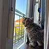 kitten, cat, calico, feline, pet, animal, sitting, window, windowsill, indoor, wooden_surface, curtain, sunlight, daylight, balcony, blue_sky, fur, whiskers, ears, portrait