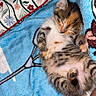 Bingo participe au concours pour gagner de l'argent avec cette photo : kitten, cat, sleeping, lying_down, belly_up, tabby, white_fur, striped_fur, closed_eyes, paws, whiskers, animal, pet, cute, cozy, blanket, blue_blanket, floral_fabric, indoors, relaxed
