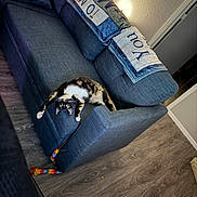 Winnie is registered to the contest to win money with this photo: cat, calico_cat, stretching, couch, blue_couch, toy, colorful_toy, living_room, flooring, wood_floor, blanket, decor, wall, texture, playful, pet, indoor, furniture, cozy, relaxation