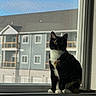 Winnie joined the competition — help win amazing prizes! cat, calico, windowsill, window, screen, apartment_building, daylight, shadow, silhouette, pet, animal, indoor, urban, quiet, contemplation, feline, sitting, sunlight, background, architecture
