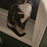 Winnie joined the competition — help win amazing prizes! cat, calico_cat, window, indoor, pet, animal, curious, feline, ledges, white, black, brown, orange, whiskers, ears, eyes, portrait, looking, sitting, house