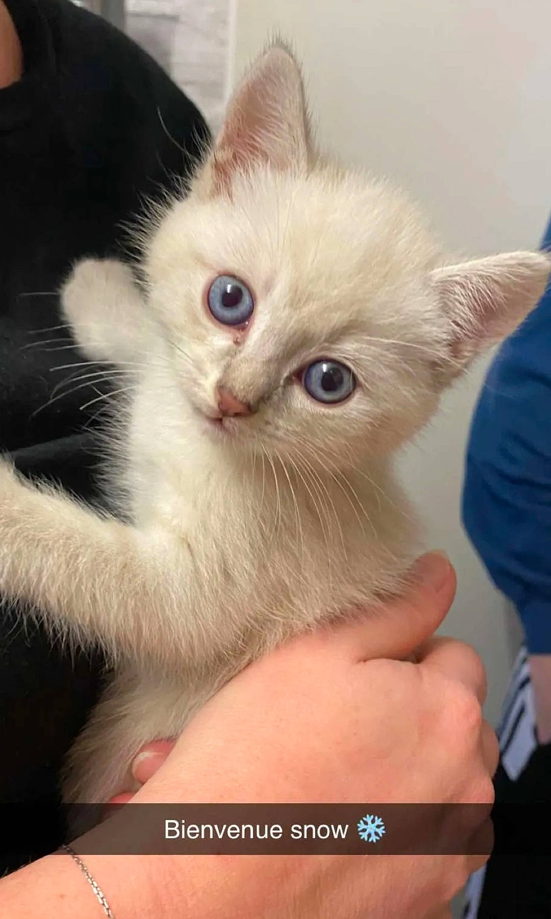 Snow participe au concours pour gagner de l'argent avec cette photo : balinese, carnivore, cat, claw, domestic_short_haired_cat, ear, eye, fawn, felidae, fur, gesture, head, iris, nail, paw, siamese, small_to_medium_sized_cats, snout, thai, whiskers