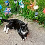 animal, black_and_white, cat, colorful, concrete, flora, garden, grass, greenery, nature, outdoor, paws, peaceful, pet, pinwheels, playful, relaxing, summer, sunlight, whiskers